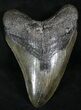 Monster Megalodon Tooth - South Carolina #27326-1